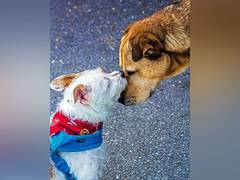 
      
      Neighbours in Gurugram to get their dogs married
      
      