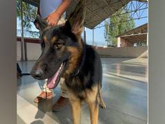 
      
      Noida imposes Rs 10,000 fine for mishap caused by pet animals
      
      
