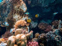 
      
      Coral select algae partnerships to ease environmental stress
      
      