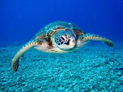 
      
      Study shows how turtles fared decade after oil spill
      
      