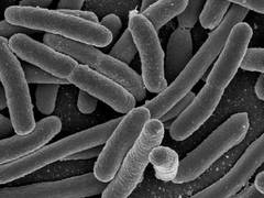 
      
      Microbes help orchestrate how the gut uses its genes
      
      