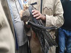 
      
      Delhi: Fire Brigade rescues eagle tangled with 'Manjha'
      
      