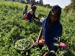 
      
      Green pea farmer in Shimla suffer due to rain and low demand
      
      