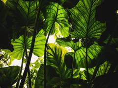 
      
      Plants use epigenetic memories to adapt to climate change
      
      
