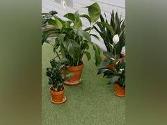 
      
      Plant roots change shape and branch out for water: Study
      
      
