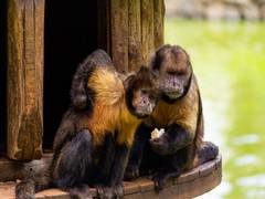 
      
      Cultural heritage may influence capuchin monkeys' tool choices
      
      