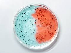
      
       Good friendships are associated with healthier gut microbiome
      
      