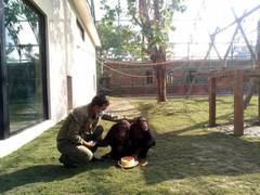 
      
      Rescued chimpanzee pair new celebrities at Nepal's zoo
      
      