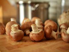 
      
      Porcini mushrooms have evolved with a preference for local
      
      