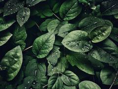 
      
      Plants adapt to climate change by using epigenetic memory
      
      