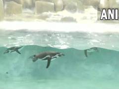 
      
      Newborn penguin triplets drawing visitors to Byculla Zoo
      
      