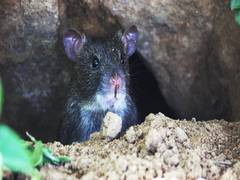 
      
      Rats ate over 500 kg marijuana, says Mathura Police in court
      
      