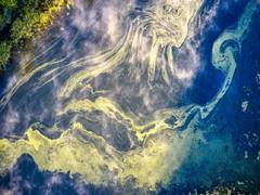 
      
      New technology maps detailed movement of microscopic algae
      
      