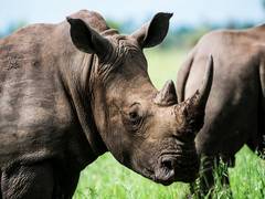 
      
      Two injured after attacked by rhino in Kaziranga National Park
      
      