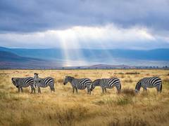 
      
      Most dry rangelands under danger due to increased grazing demand
      
      