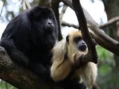 
      
      Climate change tempered by protected areas for biodiversity
      
      