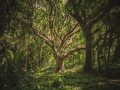 
      
      Study finds how forests benefit from variety of tree species
      
      