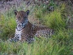 
      
      International Jaguar Day celebrated at National Zoological Park
      
      
