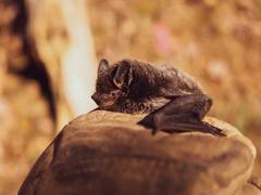 
      
      Did you know Bats use death metal 