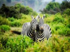 
      
      Asian countries behind biodiversity targets for protected areas
      
      