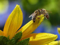 
      
      Study explores effect of CO2 on bumble bee reproduction
      
      
