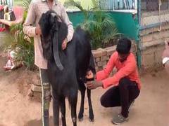 
      
      MP: He-goats yielding 'milk' in a goat rearing centre, Burhanpur
      
      
