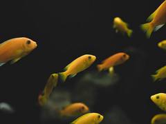 
      
      Small fish help close nutritional gaps for undernourished people
      
      