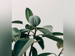 
      
      Plants can adapt their lignin using 'chemically encoding' enzymes
      
      