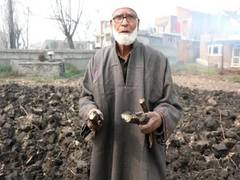 
      
      Srinagar farmer grows lotus stems in fields, instead of lakes
      
      