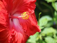 
    Gossypetin found in hibiscus may beat Alzheimer's disease
    