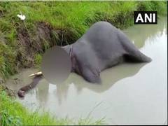 
      
      Elephant injured in wild tuskers attack in Bandhavgarh
      
      