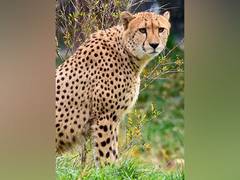 
      
      Cheetah marking trees are hotspots for communication
      
      