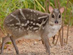 
      
      Mouse deer enters mating phase in shortest time after childbirth
      
      