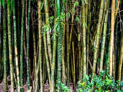 
      
      Advisory group formed to bring synergy in bamboo value chain
      
      