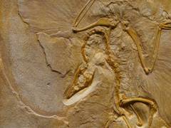 
      
      Million years old lizard found in storeroom cupboard
      
      