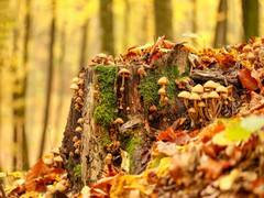 
      
      Understanding the cryptic role fungi play in ecosystems
      
      
