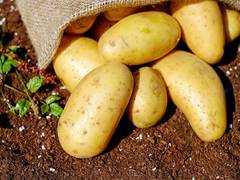 
      
      Scientists find out if new cancer drug can come from potatoes
      
      