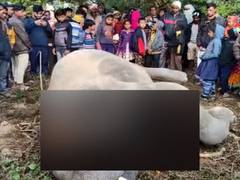 One person killed by elephant in Assam's Goalpara, tusker electrocuted