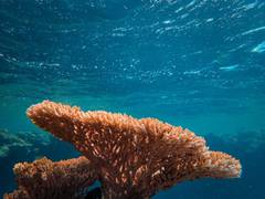 
      
      New method reveals marine microbes' outsized role in carbon cycle
      
      