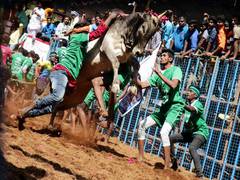 
      
      SC reserves judgment on batch of pleas against bull-taming sport 
      
      