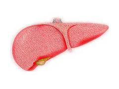 
      
      Non-heavy alcohol use associated with liver fibrosis: Study
      
      