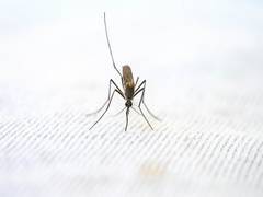 
      
      Life-saving light beam can now detect malaria
      
      