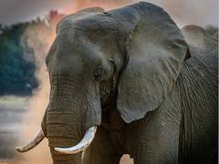 
      
      Routes for smuggling wildlife often ones used to traffic weapons
      
      