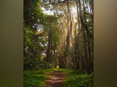 
      
      How animal herbivores hinder nitrogen fixation in forests
      
      