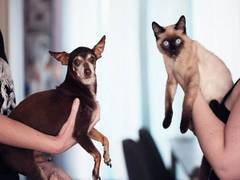 
    Humans view animals as friends, food, and 'worth fighting for'
    