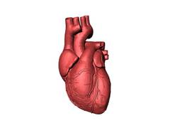 
      
      Hearts and bodies change with age, so should treatments: Study
      
      