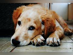 
      
      Police registers case in Ambala for killing a pet dog after protest
      
      