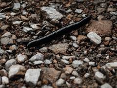 
      
      New site reveals arthropods dominated seas 470 million years ago
      
      