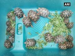 
      
      20 star backed turtles recovered by Mumbai Police 
      
      