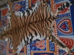 
      
      Odisha: STF seizes Royal Bengal Tiger's skin
      
      